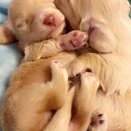Dachshund Puppies from Hillside Hounds
