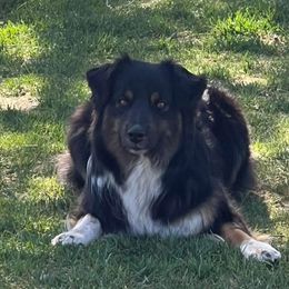 Elvira - Australian Shepherd