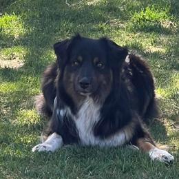 Elvira - Australian Shepherd