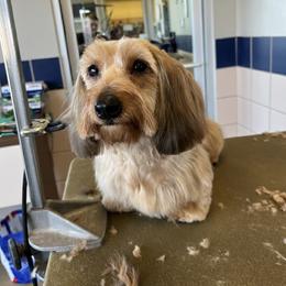 Latte - Dachshund