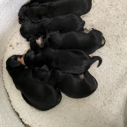 Dachshund Puppies from Hursh’s Hounds