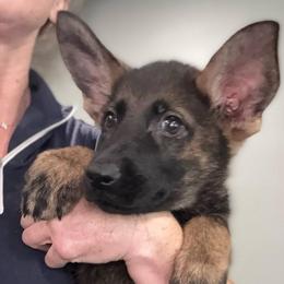 Purple collar - Sable female German Shepherd puppy in Canterbury, Connecticut from Nachtwaechter German Shepherds, LLC