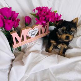 Bugatti - Black and tan male Yorkshire Terrier puppy in Riverside, California from Empire Yorkies