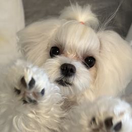 Mya - Maltese