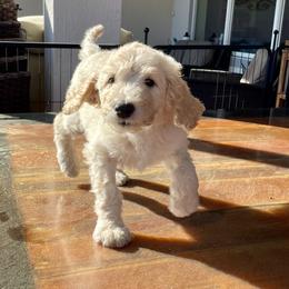 Buddy the Elf - Cream male Goldendoodle puppy in St Johns, Florida from Nini's Poodles and Doodles of St. Johns Co.