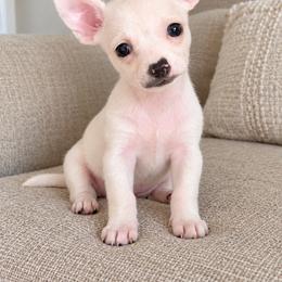 Poncho - Black and white male Chihuahua puppy in Eustis, Florida from Chichianna's Legacy