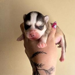 Gray by - Gray and white male Pomsky puppy in La Verne, California from Red Cedar Pomskies