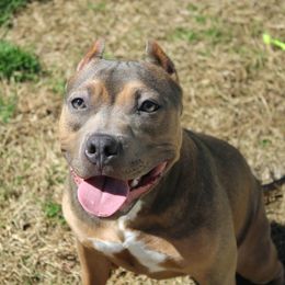 American Bully Puppies from Night Court Bullies