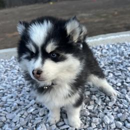 Boy 2 - male Pomsky puppy in Bunch, Oklahoma from Madden Mountain Pomskies