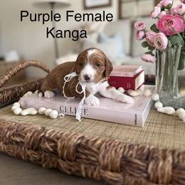 Kanga - Red  female Goldendoodle puppy in Springville, Utah from JW Doodles