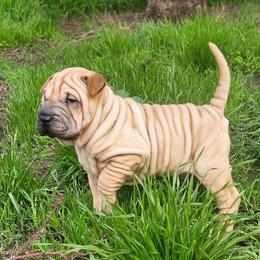 Champ - Red fawn male Chinese Shar-Pei puppy in Bakersfield, California from Cashmerewrinkles