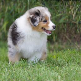 Bmm - Blue merle male Australian Shepherd puppy in Stephenville, Texas from Diamond H Aussies