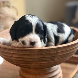Louis - Black and white male Cavapoo puppy in Draper, Utah from Peaks Pups — Exceptional by Nature. Raised with Purpose.