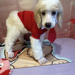 Zane - Parti male Poodle puppy in Mobile, Alabama from Semmy’s Standard Poodle LLC
