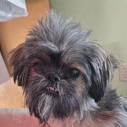 Isabella 9 lbs - Shih Tzu