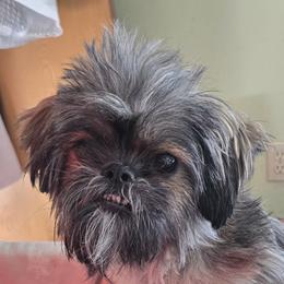 Isabella 9 lbs - Shih Tzu