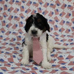 Okie - male Golden Mountain Doodle puppy in El Reno, Oklahoma from Silver Barn Doodles
