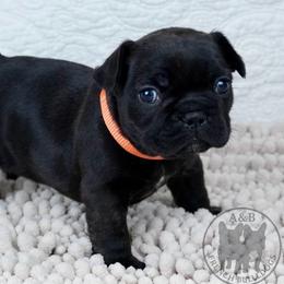 Girl 2 - Brindle female French Bulldog puppy in Schaumburg, Illinois from A & B French Bulldogs
