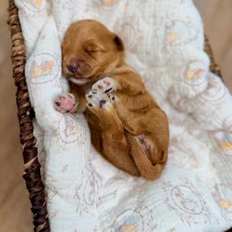 Midge - Red  female Goldendoodle puppy in Springville, Utah from JW Doodles