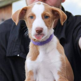 Ibizan Hound Puppies from SunRumba Sighthounds