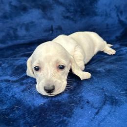 Cannoli - Cream female Dachshund puppy in Memphis, Tennessee from River City Doxies