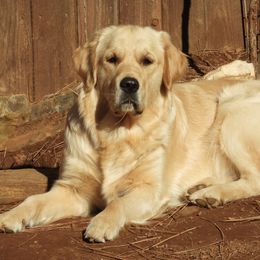Golden Retrievers from Goldens of the High Sierra