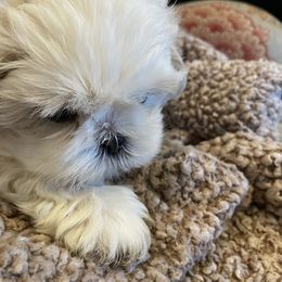 Shih Tzu Puppies from Twilight Shih Tzu