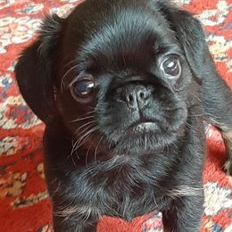 Lil man - Black and tan male Brussels Griffon puppy in Ashland, Massachusetts from Amelyn Show Dogs