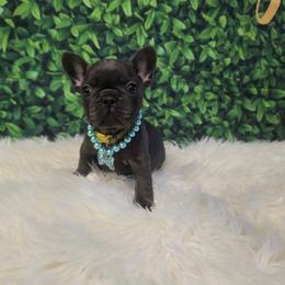 Lisa Simpsons - Blue female French Bulldog puppy in Avondale, Arizona from Montes House of  Frenchies