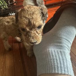 Lola - Sable female Goldendoodle puppy in Waynesboro, Virginia from Forest Creek Kennel