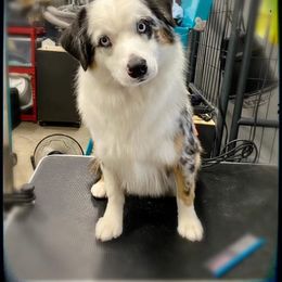 Ivi - Australian Shepherd