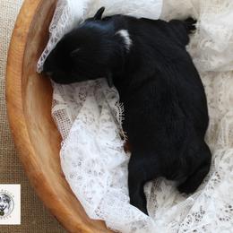 Miniature Australian Shepherd Puppies from Yarborough Kennels