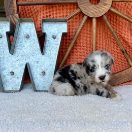 Mary Ann - Blue merle female Miniature Australian Shepherd puppy in Checotah, Oklahoma from Wild Outlaw Aussies