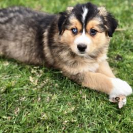 Australian Shepherd Puppies from Aus Cal (Aussies of SoCal)
