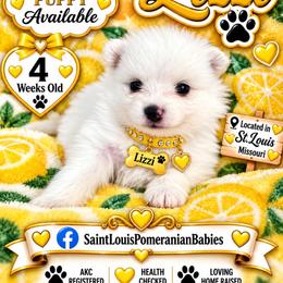 Lizzi - White female Pomeranian puppy in St. Louis, Missouri from Saint Louis Pomeranian babies