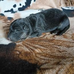 Girl 4 - Black and red female German Shepherd puppy in Cochise, Arizona from Freiheit Von Himmel  Shepherds