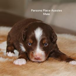 Miniature Australian Shepherd puppies from Parsons Place Aussies