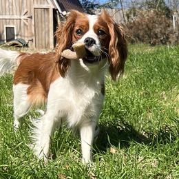 Cavalier King Charles Spaniels from Christy’s Cavaliers, King Charles spaniels