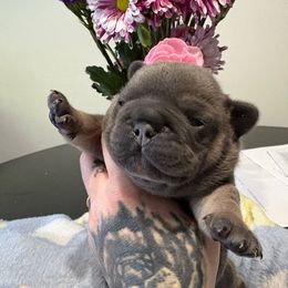 Cuatro - Blue female French Bulldog puppy in Hemlock, Michigan from Top Billin' Frenchies