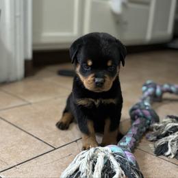 Girl 1 yellow collar  (docked tail) - Black and rust female Rottweiler puppy in Grand Rapids, Michigan from Rott-Squad Kennels