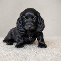 Meiji - Black male Dachshund puppy in Mountainburg, Arkansas from Farm House miniatures