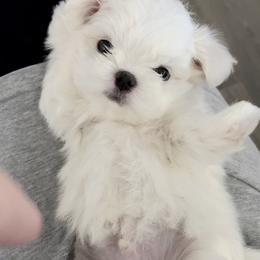 Maltese Puppies from Made to Love Maltese LLC