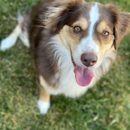 Tanzy - Australian Shepherd