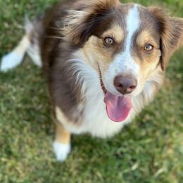 Tanzy - Australian Shepherd