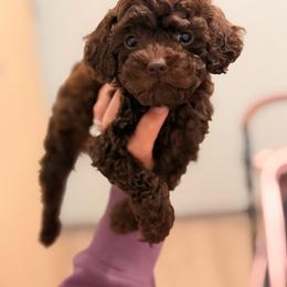 Dottie - Brown female Poodle puppy in Somerset, Kentucky from Hilltop Doodles KY LLC
