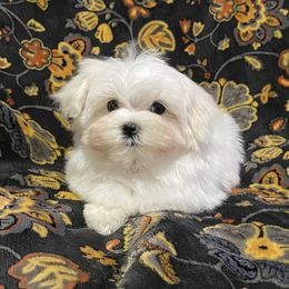 Tango - White male Maltese puppy in Billingsley, Alabama from Euphoria Maltese
