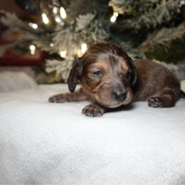 Peanut - Red male Dachshund puppy in Texarkana, Texas from Millys Pups