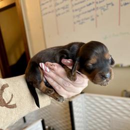 Buckley - Red male Dachshund puppy in Alexander, North Dakota from Wild Rose Ridge Doxies