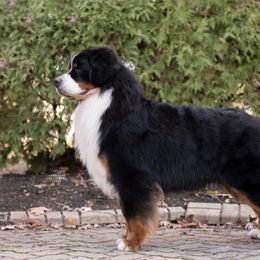 Bernese Mountain Dog All Grown Up from Carma Que’s Bernese Mountain Dogs