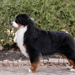 Bernese Mountain Dog All Grown Up from Carma Que’s Bernese Mountain Dogs